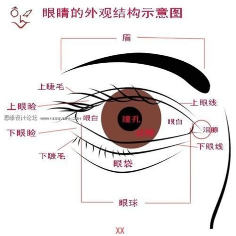 眼角位置